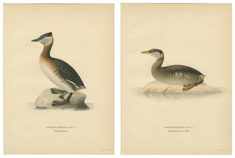 Antique Great Crested Grebe Bird Lithographs Set of 2, Podiceps - 1929, view 2