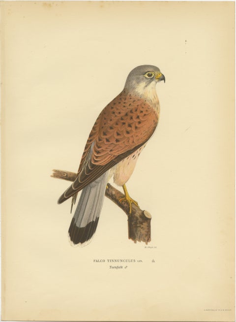 Falco Tinnunculus Antique Bird Print, Common Kestrel, 1929 Edition, view 2