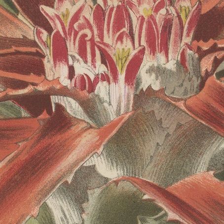 Exotic Elegance: Silver Vase Plant in Vintage Chromolithographic Art, circa 1890, close-up 5