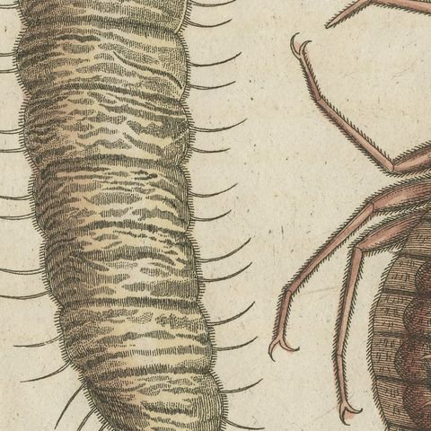 Magnified Insect Larvae and Small Moths, Antique Bertuch Print, circa 1805, close-up 3