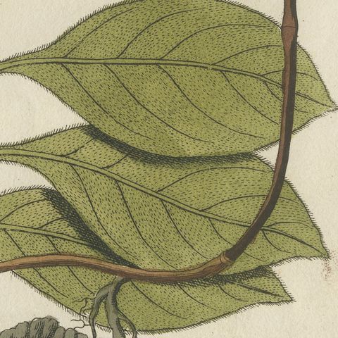 Ipecacuanha and Contrayerva Medicinal Roots, Antique Bertuch Print, circa 1812, close-up 4