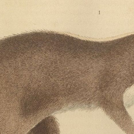 Contrasts in Mammalia: The Brown-Tailed Mongoose and the Brown Hyena, 1845, close-up 4