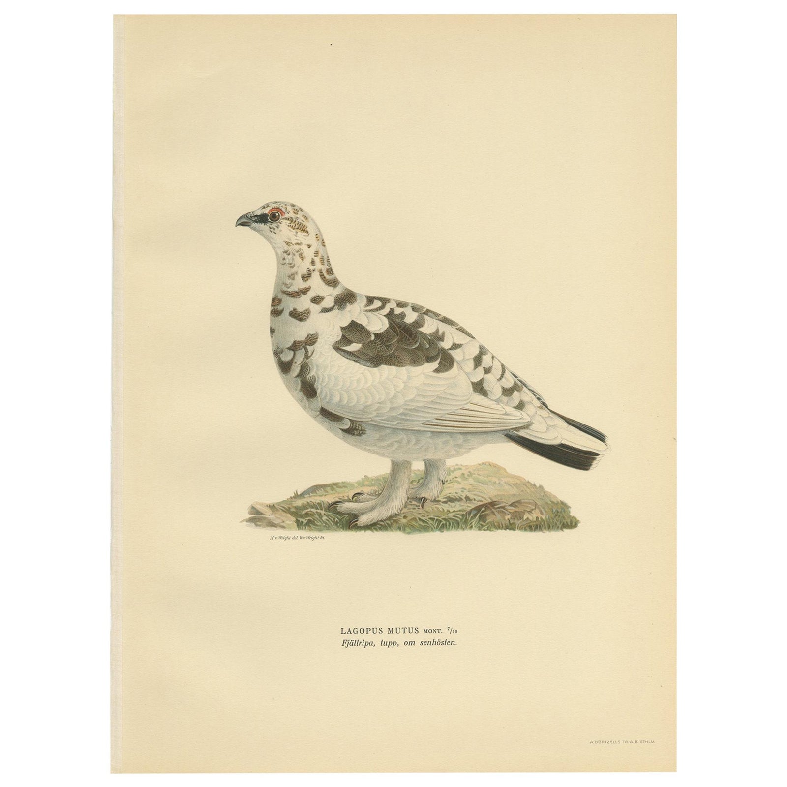 Antique Bird Print of the Rock Ptarmigan by Von Wright '1929'