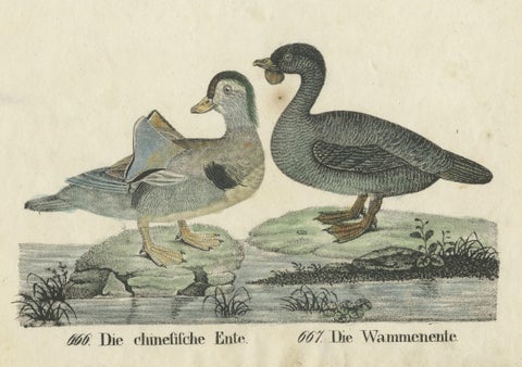 Original Antique Print of two Duck species, close-up 1