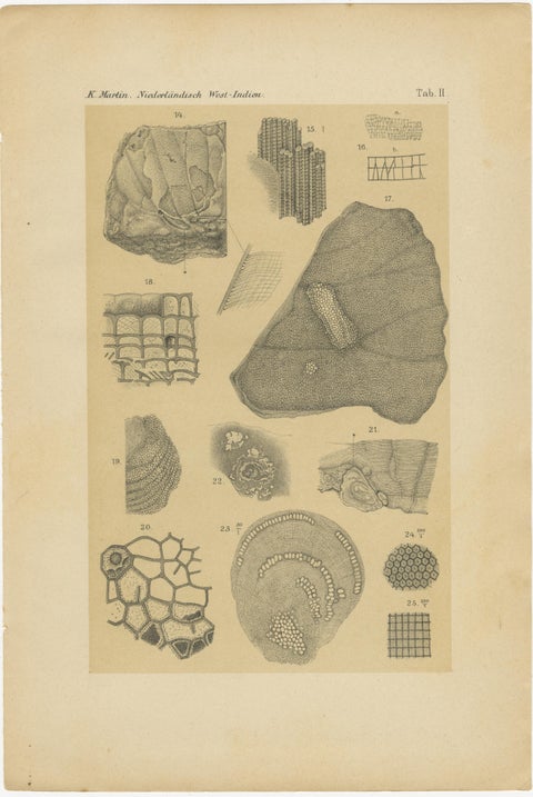 Antique Print of Caribbean Coral & Fossils - Geological Lithograph Pair, 1888, view 3
