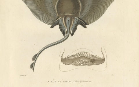 Antique Print of Arctic Skate or Gaimard’s Ray, Hand-Colored Lithograph, 1854, close-up 2