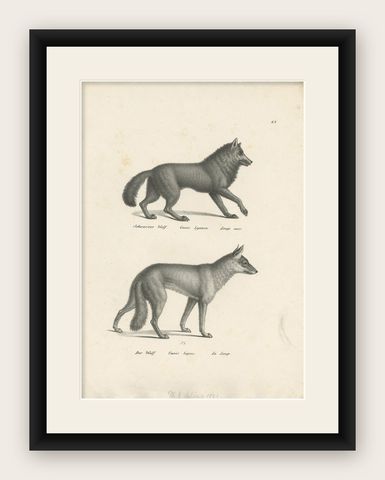 Antique Print of Wolves by Schinz, 'c.1830', shown framed