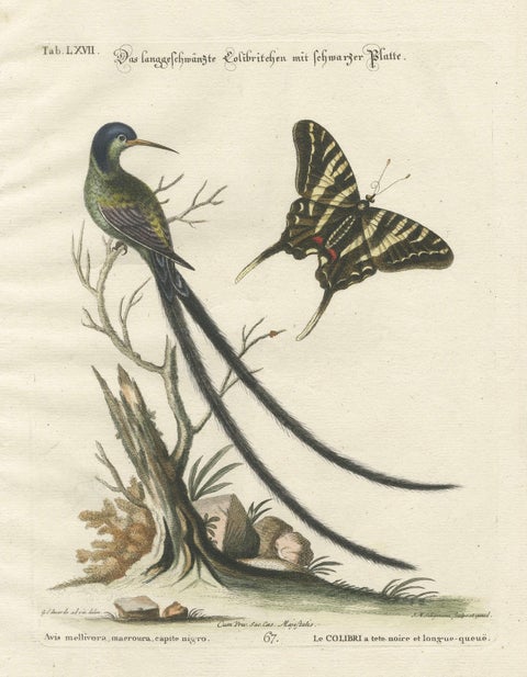 Long-Tailed Black-Headed Hummingbird and Butterfly Engraving by Seligmann, 1770, close-up 5