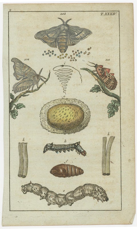 Exquisite Antique Natural History Prints: Insects, Larvae, and Life Cycles, 1832, view 4