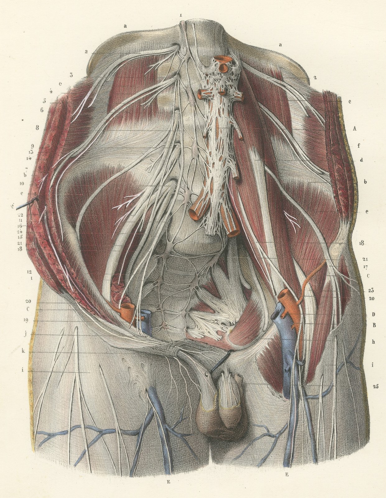 The Lumbar Plexus and the Groin, Antique Hirschfeld Anatomy Print, 1866