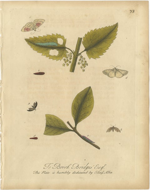 Antique Entomology Prints, English Insects on Hazel & Elm, Albin 1720, view 4