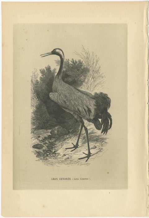 Antique Bird Print of a Common Crane, 1853, view 2
