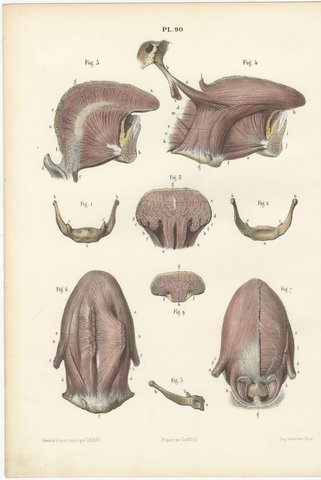 The Muscles of the Tongue and Hyoid, Antique Hirschfeld Anatomy Print, 1866, view 2