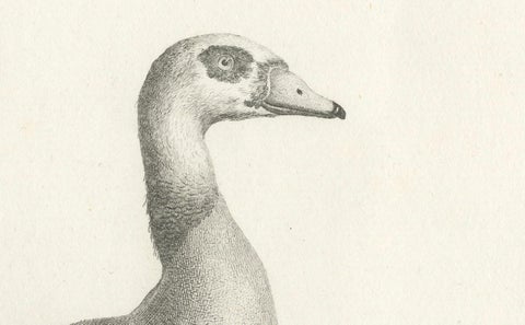 Engraving of Egyptian Goose by Nicolas Maréchal and S.C. Miger, 1808, close-up 1