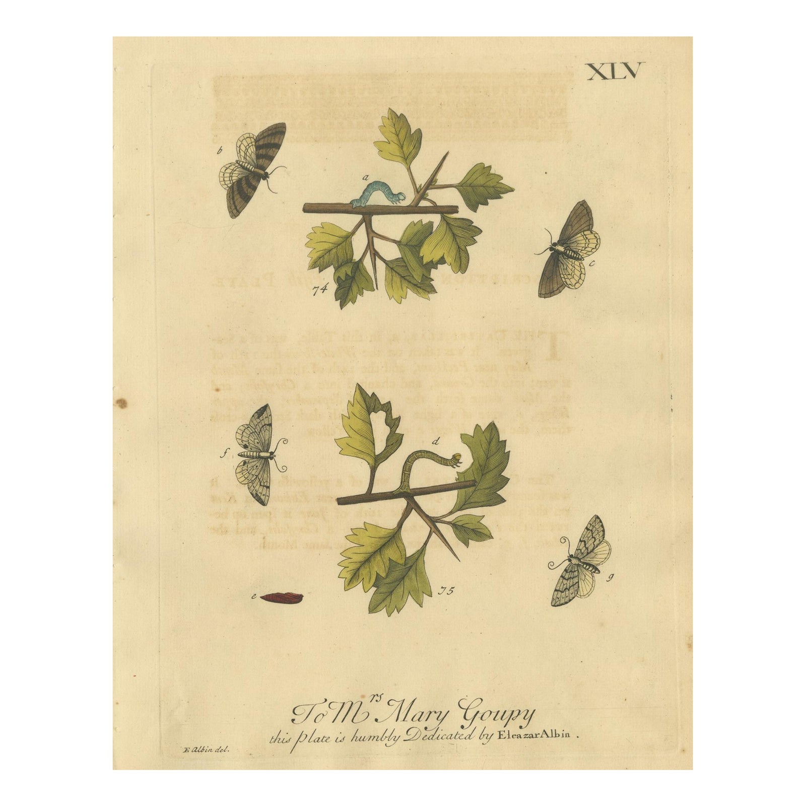 English Moths on Hawthorn Branch, Early 18th-Century Hand-Colored Print