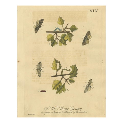 English Moths on Hawthorn Branch, Early 18th-Century Hand-Colored Print