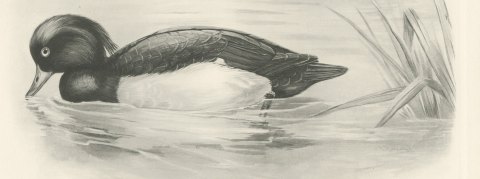 Tufted Duck Drake Feeding near Reeds after Lilian Medland, c. 1909, close-up 1