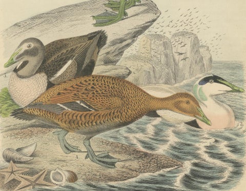 Hand-Coloured Lithograph of Eider Ducks by the Sea: An 1863 Coastal Study, close-up 3