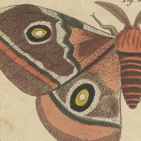 Exotic Butterflies and Saturniid Moth, Antique Bertuch Print, Vienna, circa 1815, close-up 1