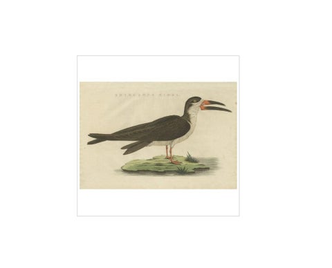 Antique Bird Print of the Black Skimmer by Sepp & Nozeman, 1829, view 4