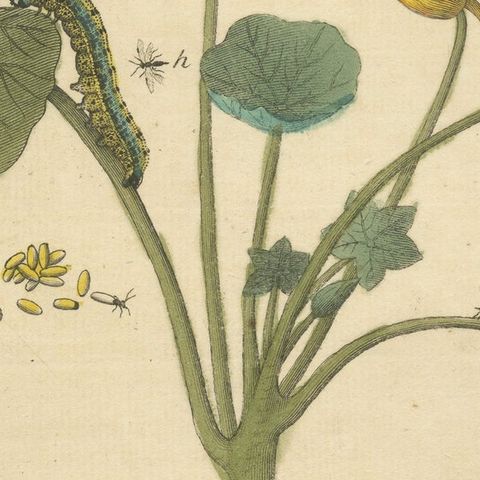 Elephant Hawk-Moth and Bedstraw from A Natural History of English Insects, 1749, close-up 6