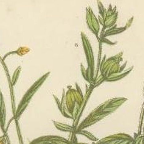 Antique Botany Print of Common Rock-Rose, c.1860, close-up 1