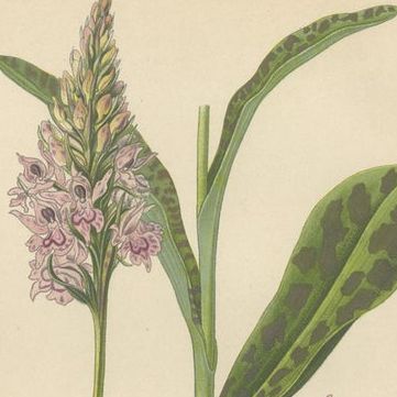 Orchids of Germany and Adjacent Regions: A Visual Archive, 1904, close-up 1