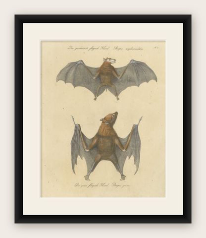 Antique Flying Fox Bat Lithograph by Karl Joseph Brodtmann, 1816, shown framed