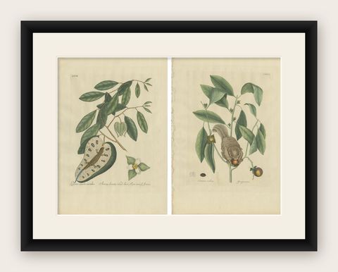 Flying Squirrel & Blue-Tail Lizard, Catesby Natural History c.1771, shown framed