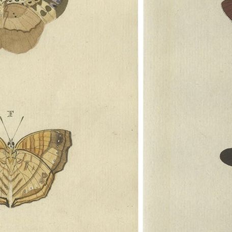 Set of 2 Antique Butterfly Prints 'Pl. 138' by Cramer, Published in 1779, close-up 1