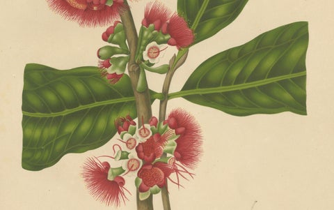 Antique Wax Apple Blossom Botanical Chromolithograph by Hoola van Nooten, c.1880, close-up 5