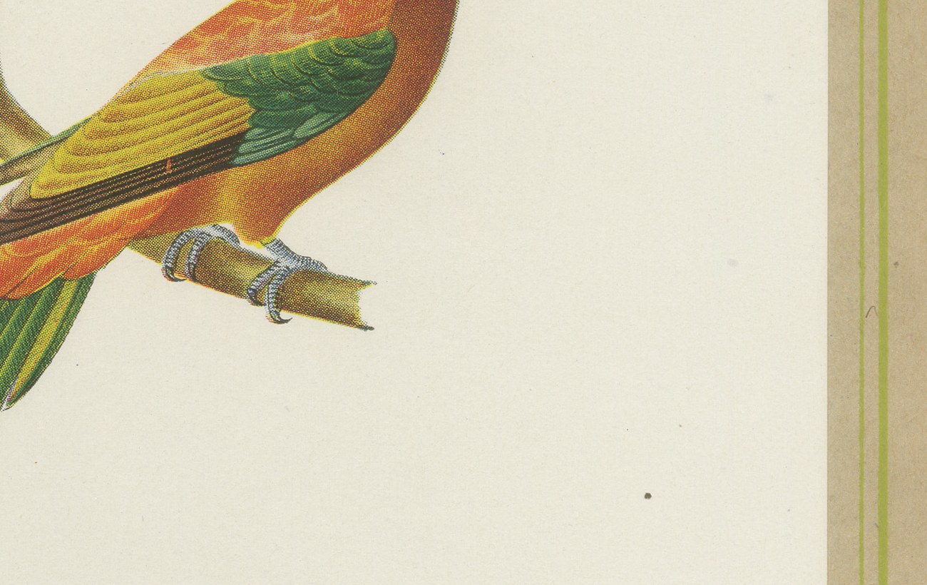 Jacamars and Motmots, Brazilian Bird Print, Descourtilz, 1944, view 5