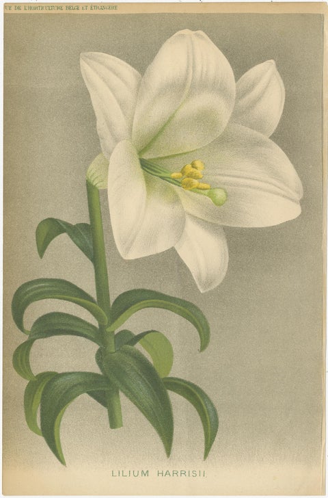 Set of 3 Antique Botany Prints, Easter Lily, Salvia Splendens, Lilium Auratum, view 2