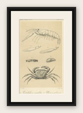 Antique Scientific Print of Sumatran Crab and Prawn, Midden-Sumatra c.1887, shown framed