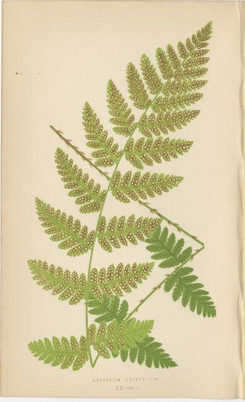Antique Hand-Colored Fern Prints - Aspidium Acrostichoides, Cristatum, Rigidum, view 3