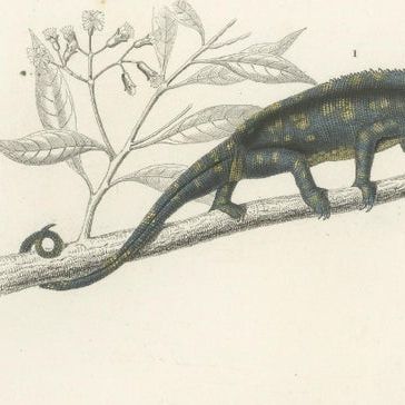 Set of 3 Antique Prints of a Chameleon and Other Reptiles, close-up 1