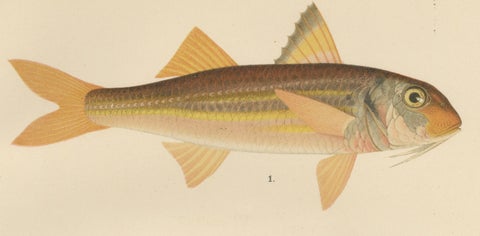 Red Mullet, Norway Redfish, and Greater Weever - Vibrant Fish Lithography, 1895, close-up 3
