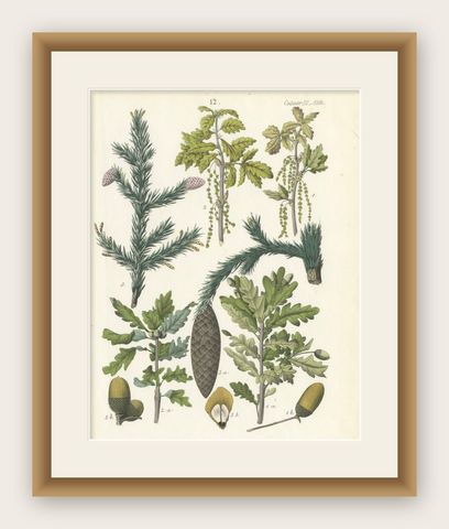 Hand-Colored Botanical Lithograph of Spruce, Oak, Currant, 1854, shown framed