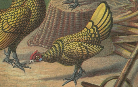 The Golden-Laced Bantam - A Rare 19th Century Poultry Lithograph, close-up 2