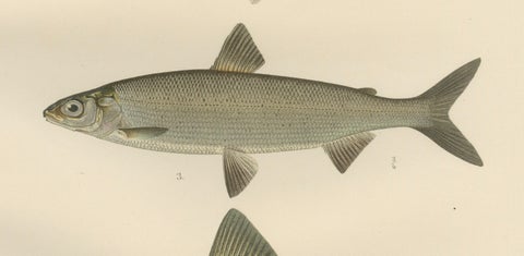 Scandinavian Fishes: Grayling and Whitefish in Exquisite Lithographic Detail, close-up 4