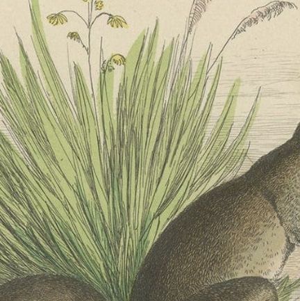 Decorative Antique Handcolored Print of Two Kangaroos in Australia, 1854, close-up 3