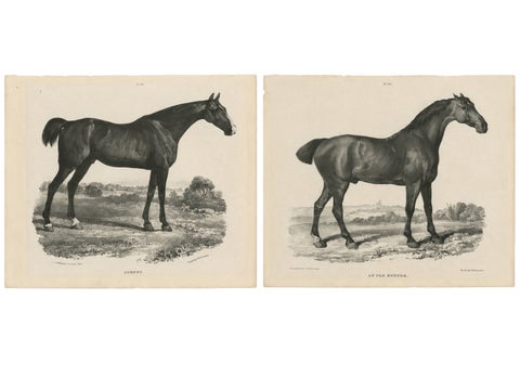 Johnny & An Old Hunter, Pair of Antique Sporting Horse Lithographs c.1840