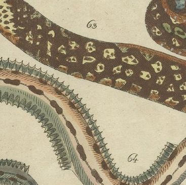 Set of 3 Antique Fish Prints, Moray, Sea Lamprey, Electric Eel, 1832, close-up 1