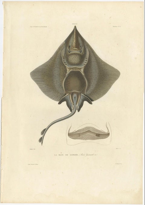 Antique Print of Arctic Skate or Gaimard’s Ray, Hand-Colored Lithograph, 1854, close-up 1