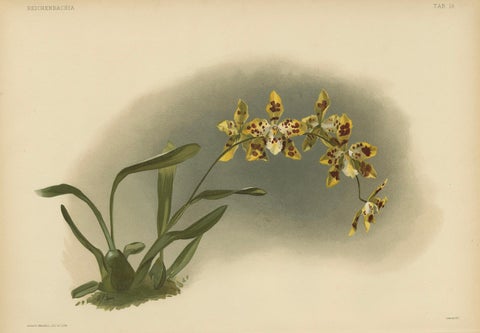 Yellow Spotted Orchid Print, Odontoglossum Excellens, Reichenbachia c.1888, close-up 3