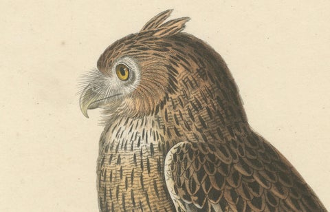 19th Century Ornithological Illustration of the Leschenault's Owl, 1838, close-up 2