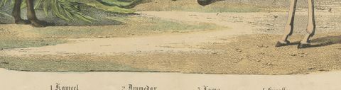Antique Giraffe and Camel Print with Dromedary and Llama, Kolb, circa 1890, close-up 2