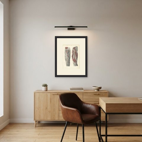 Nerves of the Front of the Thigh, Antique Hirschfeld Anatomy Print, 1866, shown framed in a room