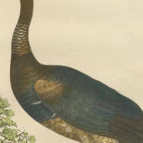 Antique Bird Print of the Horned Screamer by Goldfuss, circa 1824, close-up 2