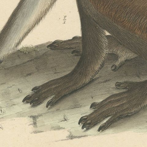 Rare Vintage Print: Olive Colobus Monkey - Natural History Art, circa 1853, close-up 6